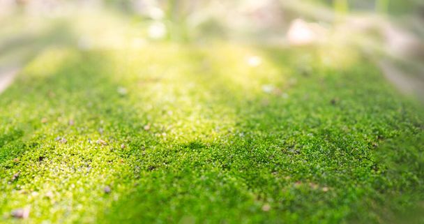 A closeup of the bright green mossy surface under sunlight. - Fotoğraf, Görsel