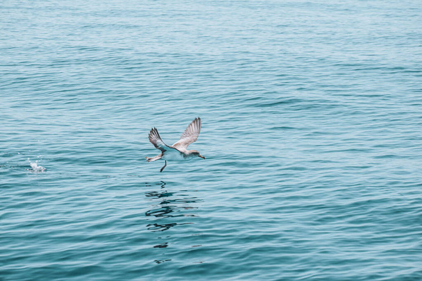A beautiful shot of a bird flying near the coast of Madeira, Portugal - Zdjęcie, obraz
