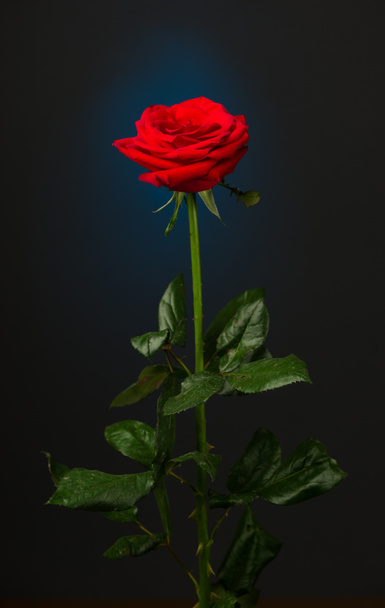 egy vörös rózsa fekete háttér - Fotó, kép