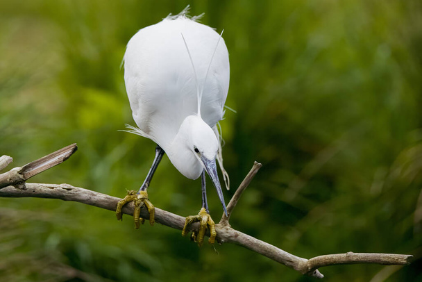 A closeup of a Little egret (Egretta garzetta) perched on a tree branch - Foto, immagini