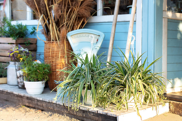 Útulný dekor veranda v domě. Fasáda modrý dům Rustikální styl. Zelené rostliny, sušené hřeby, květiny a pampas tráva na dvorku domu v létě. Kořeněné bylinky v květináčích na venkovní terase. Zahradnictví  - Fotografie, Obrázek