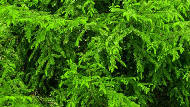 green spruce twigs macro shot. background or texture - Foto, Bild