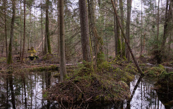 Floresta de amieiro-brejo de primavera com árvores inundadas de água, Floresta de Bialowieza, Polônia, Europa
 - Foto, Imagem