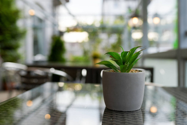 A closeup of a green plant in a ceramic pot on a table in a cafe - Foto, immagini