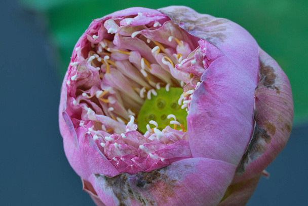 A closeup of Lotus bud in the advanced stage of bloom. Nelumbo nucifera. - Фото, зображення