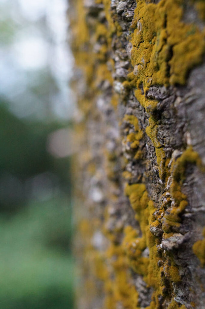 A closeup of green lichens on tree bark in a forest - 写真・画像