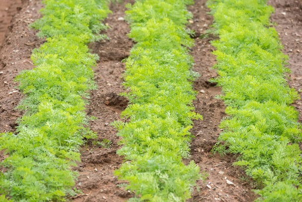 Growing fresh carrot crops in a field - Photo, image