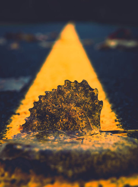 A plant leaf on a yellow driving direction sign - Φωτογραφία, εικόνα