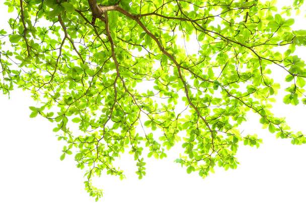 όμορφα πράσινα φύλλα σε λευκό φόντο - Φωτογραφία, εικόνα
