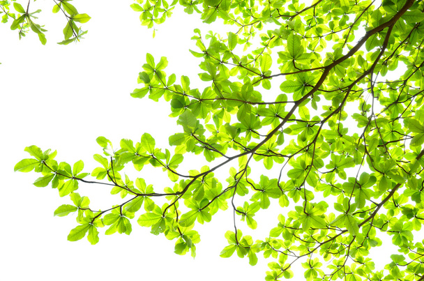 Красиве зелене листя на білому тлі
 - Фото, зображення