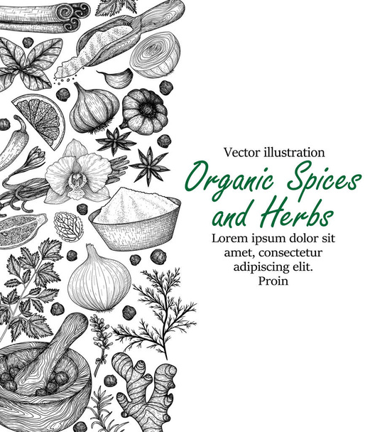  Vector banner template with spices and herbs. Rosemary, Peppercorns, Lavender, Anise, Cinnamon, Onion, Mint, Lemon, Chili, Curry, Parsley, Garlic, Dill, Ginger, Saffron, Basil, Vanilla - Vector, Image