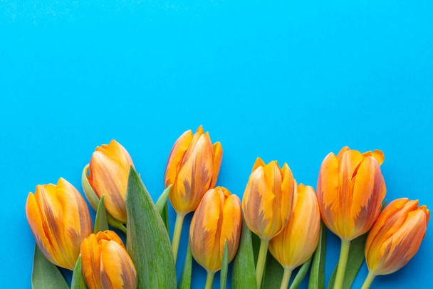 Orange tulips on the pastel background. - Foto, Imagem