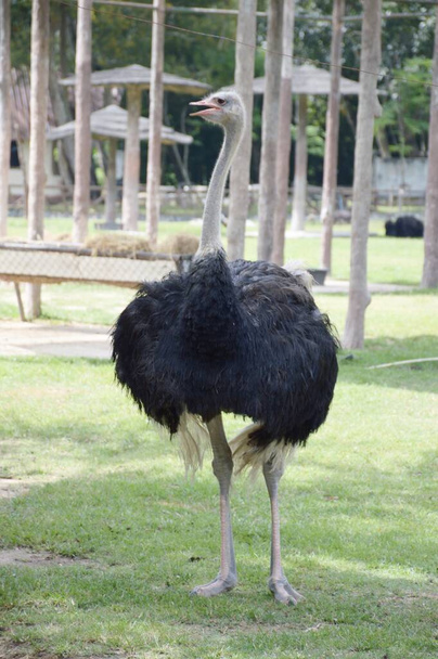 close up cute ostrich in nature garden - Фото, изображение