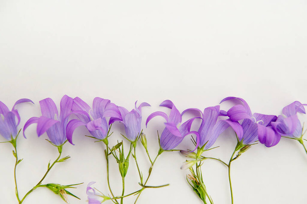 Μωβ λουλούδι των άγριων λιβαδιών που απομονώνονται σε λευκό φόντο - Φωτογραφία, εικόνα