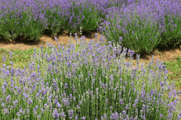 purple plant bushes of fragrant lavender in the flowering period in the field for the production of essential oil - Photo, Image