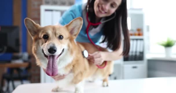 Μια γυναίκα κτηνίατρος γιατρός ακούει τους πνεύμονες ενός σκύλου, κοντινό πλάνο, αργή κίνηση. Corgi κατόπιν εξέτασης σε κτηνιατρική κλινική - Πλάνα, βίντεο