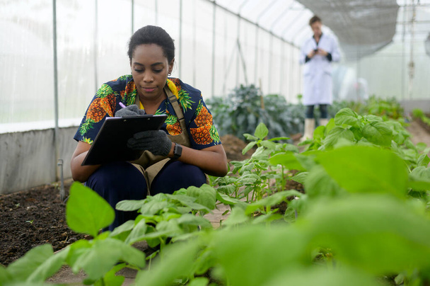 A Black female agronomist working in a greenhouse,  organic vegetable and agriculture concept - Zdjęcie, obraz