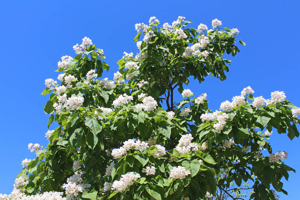 カタルパの木は、その陽気で香り高い花や美しい休暇のために造園で使用される装飾的な木です。 - 写真・画像