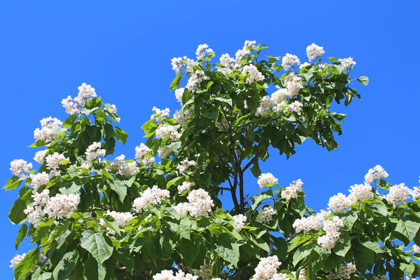 Katalpa strom je dekorativní strom používaný v krajinářství díky své okázalé, voňavé květiny a krásné dovolené - Fotografie, Obrázek