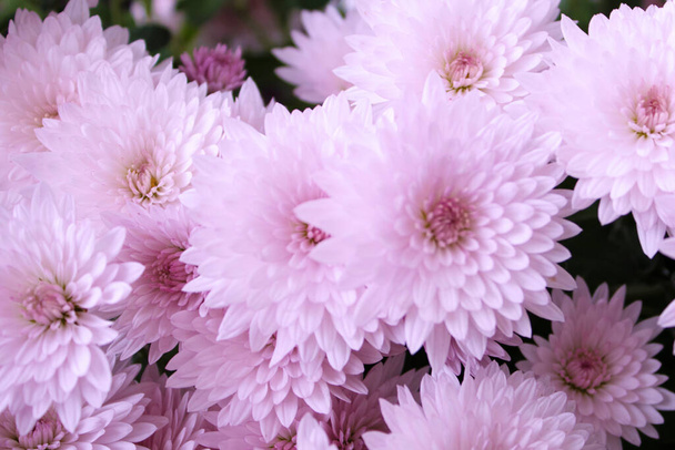 Close up view of a bunch of pink chryzanthemum flowers - Fotografie, Obrázek
