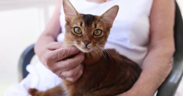 Een oudere vrouw zit en huisdieren een kat, close-up, slow motion. Huisdier in verzorgingstehuis, gepensioneerde met gezelschapsdier - Video