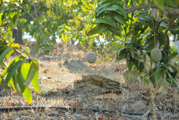Mangofrüchte hängen in Zweigen einer tropischen Plantage - Foto, Bild