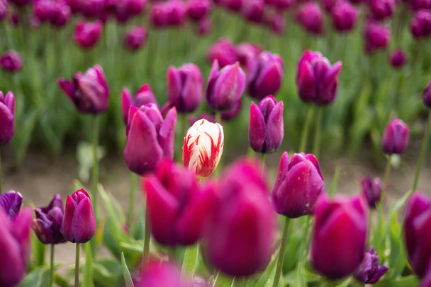 Tulip Flower Field. Close Up Nature Background. Spring Season. - Foto, Imagen