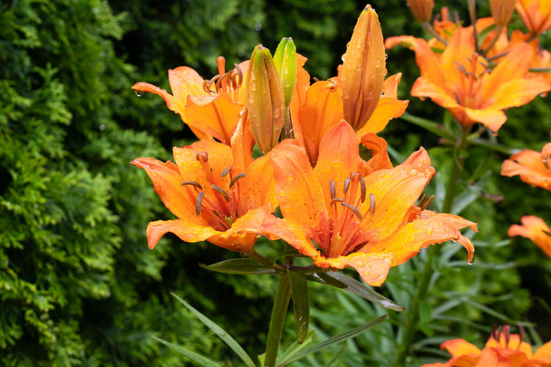 oranssi lilja vihreiden lehtien taustalla - Valokuva, kuva