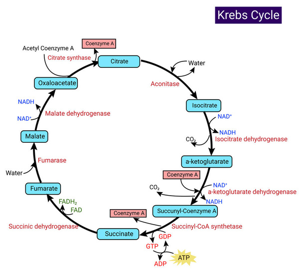 Κύκλος Krebs (κύκλος κιτρικού οξέος ή κύκλος τρικαρβοξυλικού οξέος) - Διάνυσμα, εικόνα
