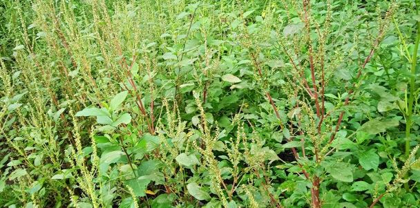 Natürlicher grüner Hintergrund von Spinatpflanzen im Garten. Amaranthus-Pflanze. - Foto, Bild