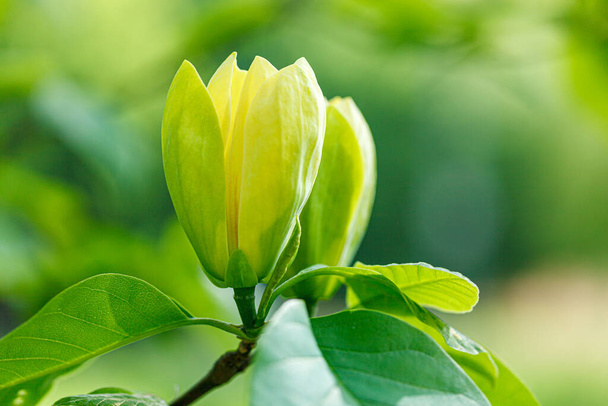 beautiful magnolia branch during yellow flowering close up - Foto, immagini