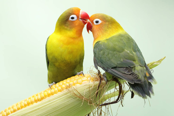 A pair of lovebirds are perched on a corn kernel that is ready to be harvested. This bird which is used as a symbol of true love has the scientific name Agapornis fischeri. - Photo, Image