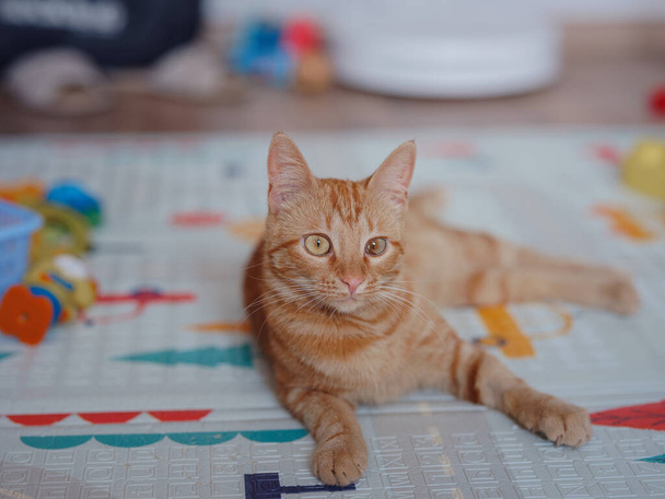 Leuke kat binnen thuis. Huisdieren concept. Oranje tabby kat met gele ogen is klaar om te verrassen en te spelen. - Foto, afbeelding