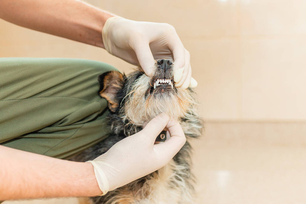獣医師が古い犬の歯をチェックします。大人の混合品種の犬が獣医師によって検査されています. - 写真・画像