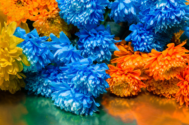 kolorowe Chryzantema Kwiat - Zdjęcie, obraz