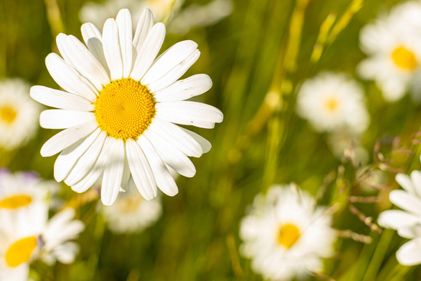 Margaritas en el prado al atardecer. Flores blancas de verano en el pasto. Solsticio corona flores - Foto, Imagen