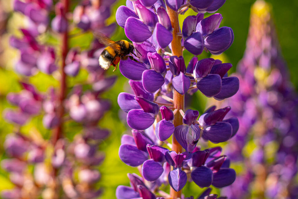 Lupine Summer flowering. Solstice crown flowers. Bumblebee collects nectar from flowers - Zdjęcie, obraz