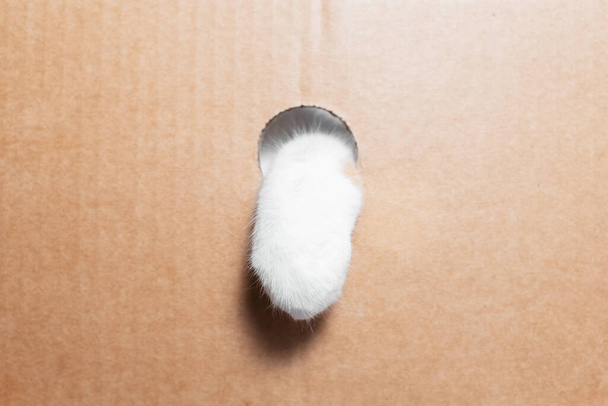 Close-up of white cat paw in a round hole of cardboard box. - Photo, Image
