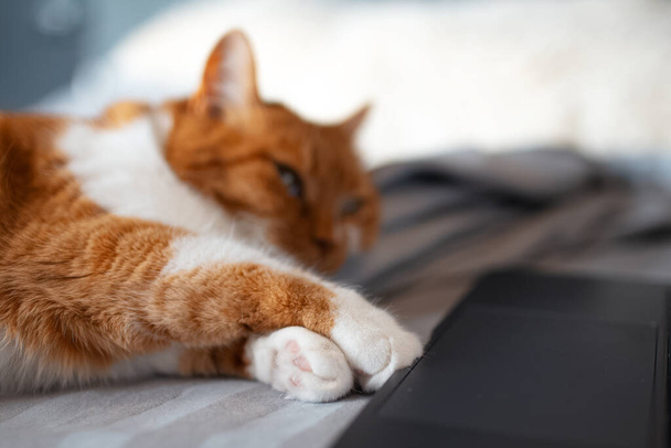 Close-up of paws of red-white cat lying on bed near laptop. - Valokuva, kuva