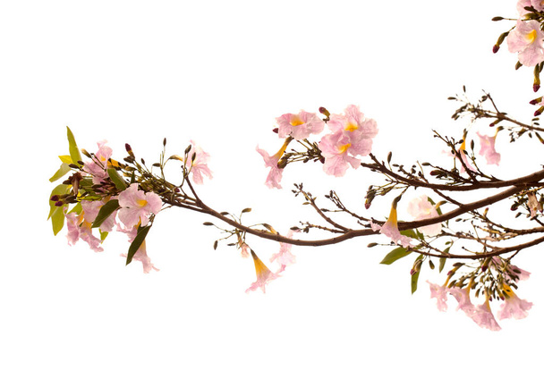 Tabebuia heterophylla, pink trumpet tree, flowering branches isolated on white background - Фото, изображение