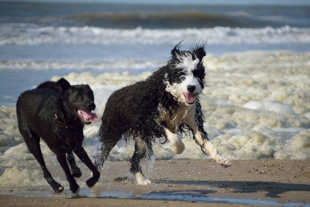 Δύο σκυλιά τρέχουν και παίζουν στην παραλία. - Φωτογραφία, εικόνα