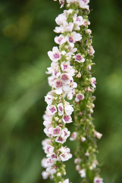 Verbascum chaixii (Netelblad mullein) 'Bruiloft kaars' bloemen. In het begin van de zomer, een groot aantal bloemen zijn bevestigd aan de algemene bloeiwijze. - Foto, afbeelding