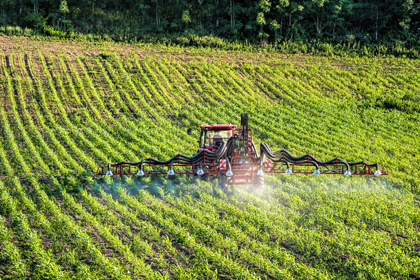Ciągnik rolniczy rozpylający pestycydy na polu dojrzewających roślin kukurydzy - Zdjęcie, obraz