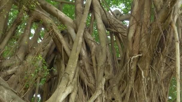 CERRAR: Las vides más pequeñas suben a un histórico árbol banyan en medio de una selva tropical. Impresionante higuera estranguladora antigua se eleva en el cielo azul claro. La higuera estranguladora crece en el parque nacional - Metraje, vídeo