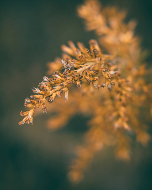 A closeup of bushgrass plant - Foto, immagini