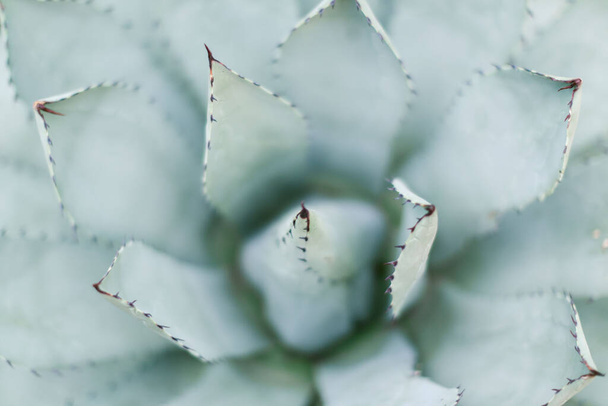 A closeup shot of a huge succulent plant indoors - Фото, изображение