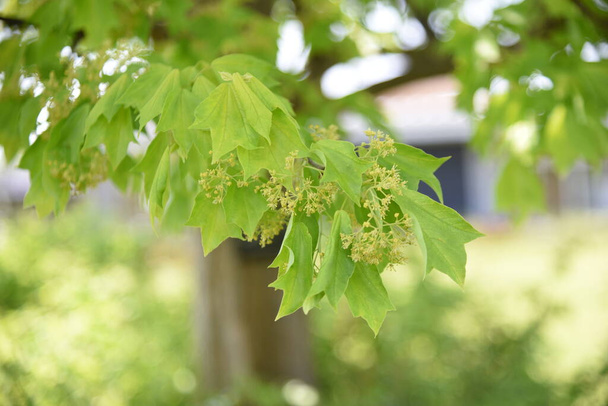 Trident javor (Acer buergerianum) Mladé listy, květiny, Samaras. Sapindaceae listnatý strom. - Fotografie, Obrázek