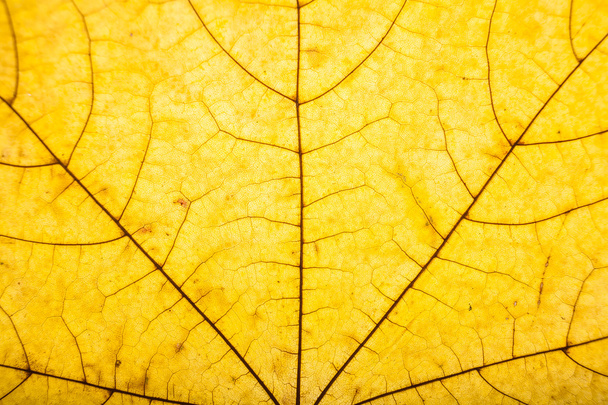 maple leaf closeup - Foto, afbeelding