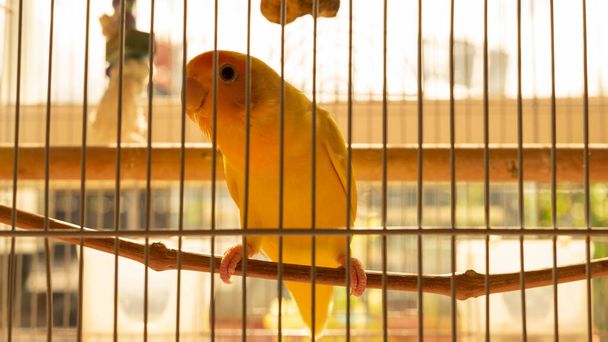 pequeno relógio de papagaio de uma pequena casa que está enfiado em sua gaiola - Foto, Imagem