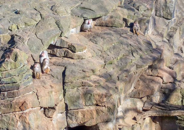 Vista de ángulo alto que muestra algunos babuinos Hamadryas en formación de roca en ambiente soleado - Foto, Imagen
